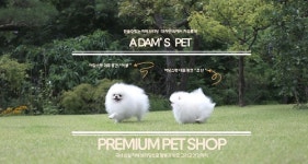 강아지분양(아담스펫) 및 고양이분양(아담스캣) 명품 품종을 위한 브리딩 및 다양한 서비스로 인기