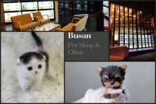 ‘미유펫’, “특별 강아지분양, 고양이분양 할인 혜택을 받을 수 있어”