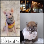 고양이분양, 강아지분양 전문 미유펫 애견샵, “견종, 묘종 최대 85%’ 할인 및 합리적인 분양가로 반려인들을 도와”