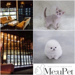 ‘미유펫’ 애견샵 연말 맞이 고양이분양, 강아지분양 할인 이벤트 진행