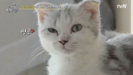 고양이 강아지 입양 어떻게? 계약서 ‘허위작성’ 냐옹은 페이크다 봉달이 다시 보호소로