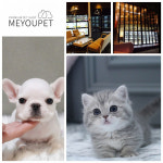 애견샵 ‘미유펫’, 강아지분양 할인 이벤트 진행 중