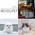 애견샵 미유펫, 안전한 반려동물 입양하기 슬로건으로 고양이분양 선보여