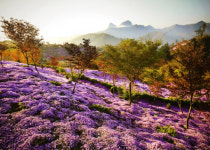 진안,  5월 꽃잔디 축제...원연장 꽃잔디마을, 4만여 평 동산에 꽃잔디 한 가득