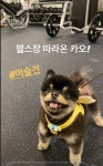 이태성, 반려견 근황 공개 헬스장 따라온 카오