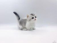 고양이 분양 업체 제나캣 전 품종에 대해 최대 80% 할인 진행