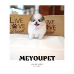 철저한 동물병원 위생관리로 호평받는 강아지분양 애견샵 미유펫