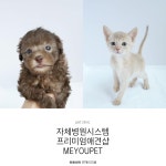 애견샵 미유펫 유튜브채널 개설로 강아지분양 수요 대폭 증가