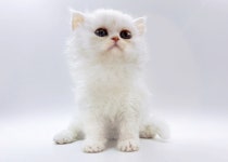 고양이 전문 분양 업체 제나캣, 저렴한 분양 비용으로 이목 모아