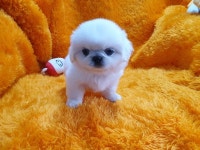 광주 강아지분양애견샵 펫왕국, 분양가 절감 통해 부담 덜어