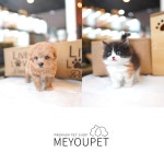 동물병원 애견샵 미유펫 고양이분양 시 키트검사 무료 제공