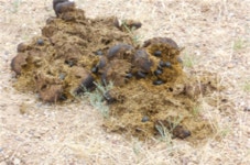 퇴역 경주마, 멸종위기 소똥구리 살린다