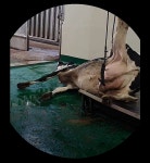 국제동물보호단체,  韓정부에 농장동물 복지 심각성 경고