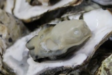 거제도 현지인·관광객 인기 굴요리 맛집 포로수용소 굴구이