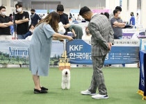 서울예술실용전문학교, 동물훈련학과 KKF 도그쇼 참여로 현장형 교육 선도