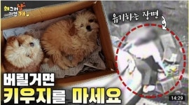 [인터뷰] 국내 최대 인플루언서 카페 운영하는 주진호 대표, 유기동물 입양은 반려동물과 공존하는 첫걸음!