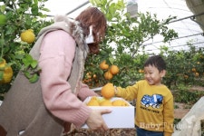 엄마! 내가 딴 보성 한라봉 먹어볼래요!