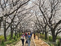 [포토] 벚꽃이 흐드러진 안양천 제방