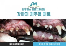 힐링힐스 동물치과병원 “강아지 치주염, 잇몸 혹 수술 치료할 수 있다”