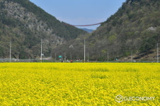[포토뉴스]순창군 적성 채계산 적성들 유채꽃으로 만발