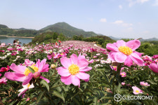 임실군, 옥정호 아름다운 작약꽃 활짝…탐방객 인기