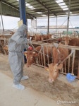 고령군, 구제역 백신 수시 접종 실시