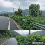 국도21호선 쌍치면 구간 공사후 가로수 관리부실로 도로 상황 엉망