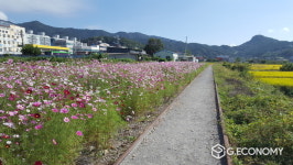화순군 복암선 기찻길, 코스모스와 힐링하세요