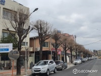 안동시, 주요 도로변 가로수 전정 실시