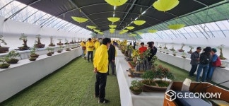 신안군, ‘팔금면 황금 국화분재 전시회’ 개최