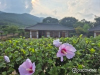 무궁화, 그 이상 해남 옥천면, 나라꽃 명소로 선정돼 산림청장상 수상