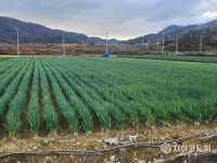 전남산 대파, 최대 40% 할인! 농협 하나로마트에서 만나보세요