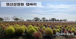 나주시, 영산강정원 ‘초록 댑싸리 물결’…두 배로 넓어진 여름정원 기대감