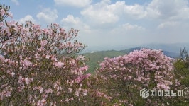 “화학산 철쭉 물든다”…화순 청풍면, 25일 고산 철쭉제 개최