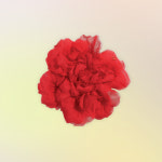 플라워 모티프 아이템으로 만끽하는 봄