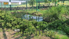 요즘 핫하다는 신비한 동물 유튜브는?