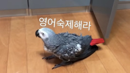 요즘 핫하다는 신비한 동물 유튜브는?