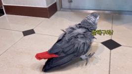 요즘 핫하다는 신비한 동물 유튜브는?