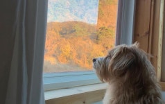 강아지와 함께 #산멍 하기 좋은 스테이