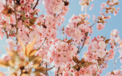 꽃 피는 봄, 달려볼까? 벚꽃런 추천 코스 best 3