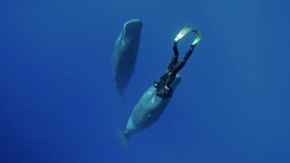다큐 <고래와 나>를 촬영한 김동식 감독이 마주한 바다