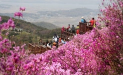 온실가스 감축 못하면 60년 후 봄꽃 2월에 핀다