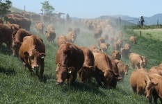 축산업 골칫거리 소똥이 신재생에너지 된다고?