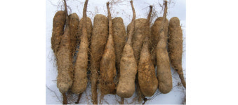 위장과 폐에 좋고 체력을 길러주는 약초, 산약(山藥)