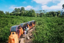  [호텔 이곳!] 핼러윈캠프·감귤농장 체험 몸만 오세요 