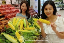 올해 첫 하우스 옥수수...롯데마트, 초당옥수수 전년比 30만개 추가 확보