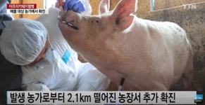 [특징주] 돼지열병 발병 소식에 관련주 급등…이글벳-우진비앤지-제일바이오-체시스 상승세