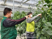 NH농협은행 디지털금융부문, 당진 오이농장 위풍당당 농장 방문 일손돕기 실시