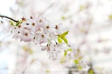 [속보] 순천시 동부외과의원 집단감염→必검진←광양시 성가롤로병원-부천시 짱오락실內 코인노래방 증상유무 상관없이 [코로나19, 4일]