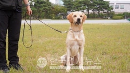 마약탐지견 견생(犬生) 2막의 인연을 찾아요